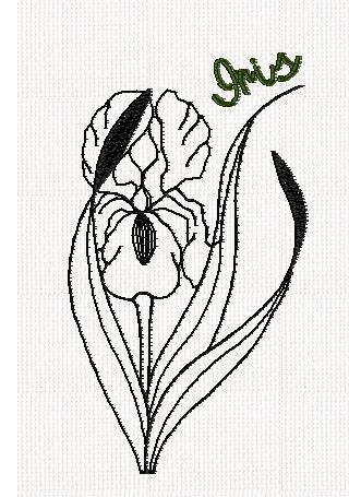 botanical-iris-flower-redwork-embroidery