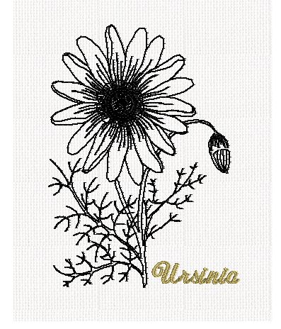 botanical-ursinia-flower-redwork-embroidery
