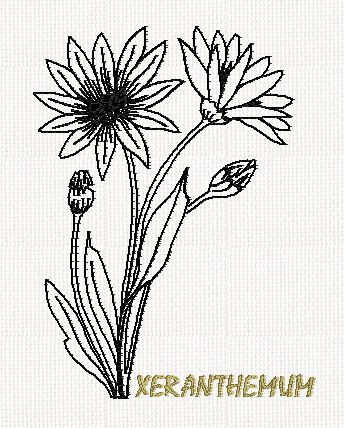 botanical-xeranthemum-flower-redwork-embroidery
