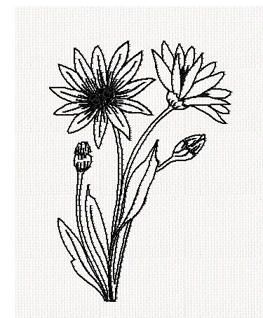 xeranthemum-flower-redwork-embroidery