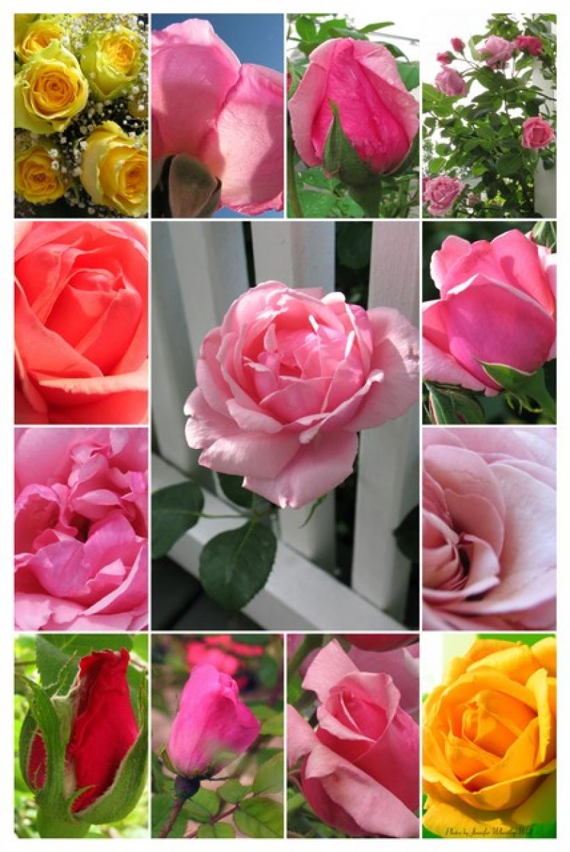 jennifer-wheatley-photographs-roses