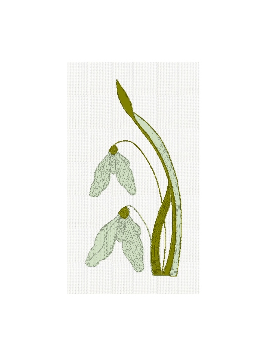 single-egyptian-galanthus-marsh-plant
