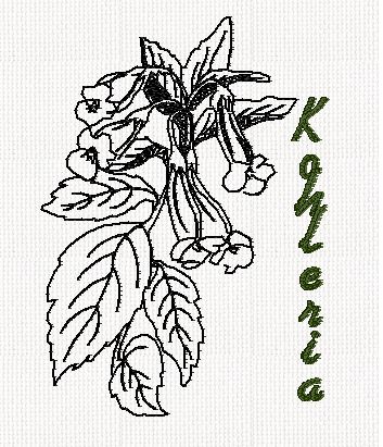 botanical-jonquil-flower-redwork-embroidery