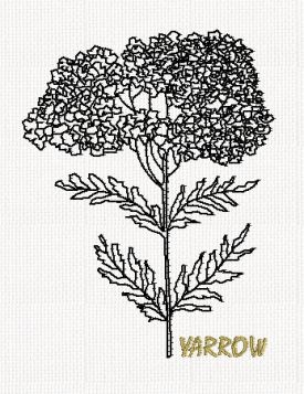 botanical-yarrow-flower-redwork-embroidery