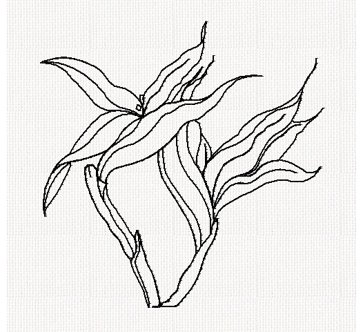 bird-of-paradise