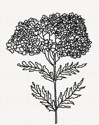 yarrow-flower-redwork-embroidery
